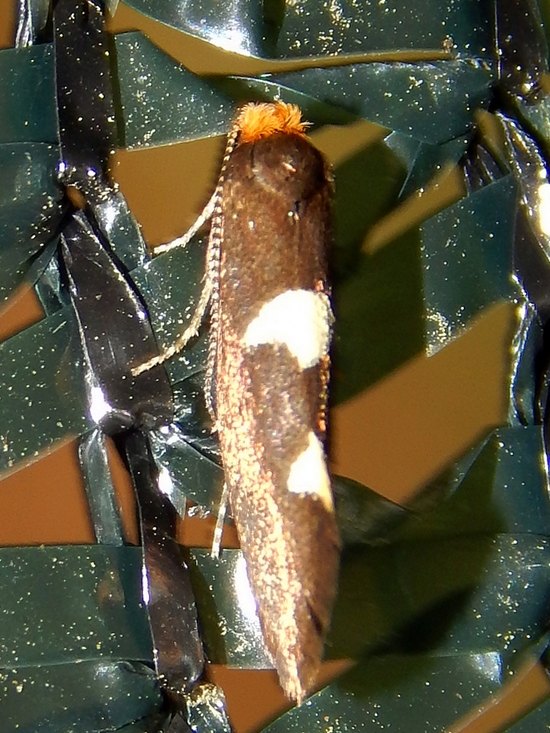 Incurvaria masculella - Incurvariidae